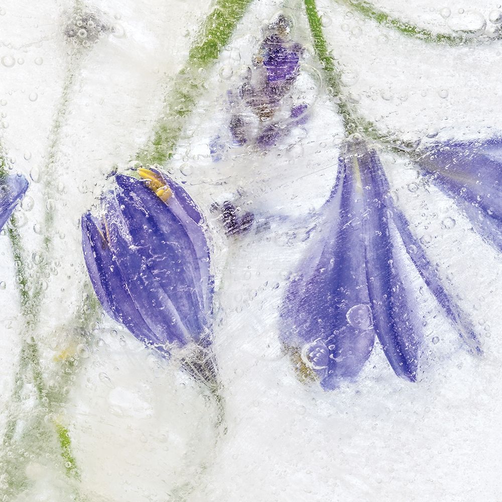 Frozen Floral III art print by Mandy Disher for $57.95 CAD