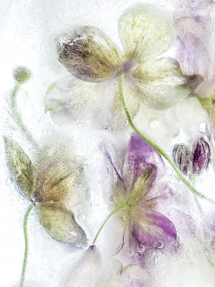 Frozen Floral IV art print by Mandy Disher for $57.95 CAD