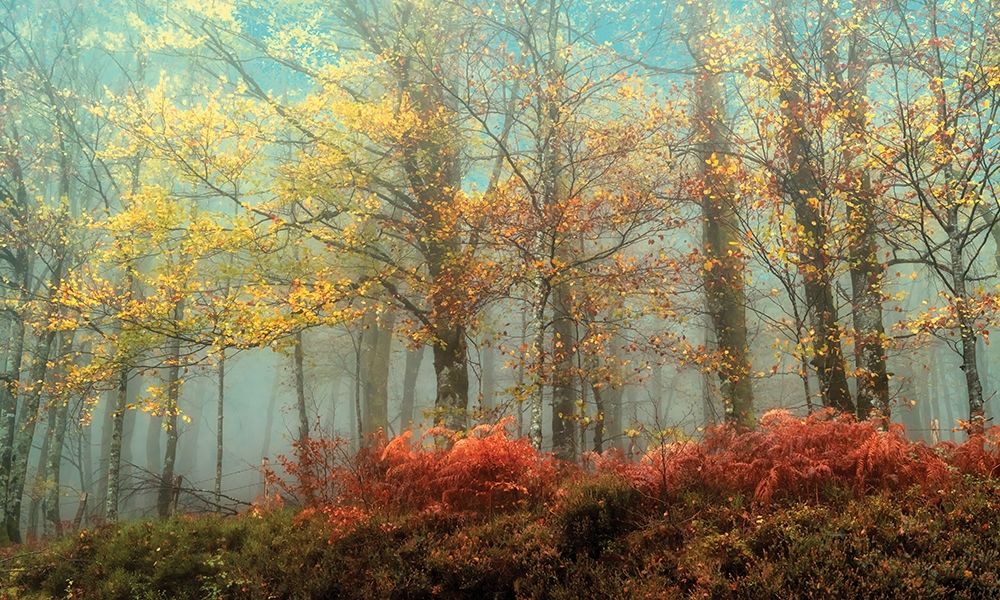 Beeches In art print by Lars Van de Goor for $57.95 CAD