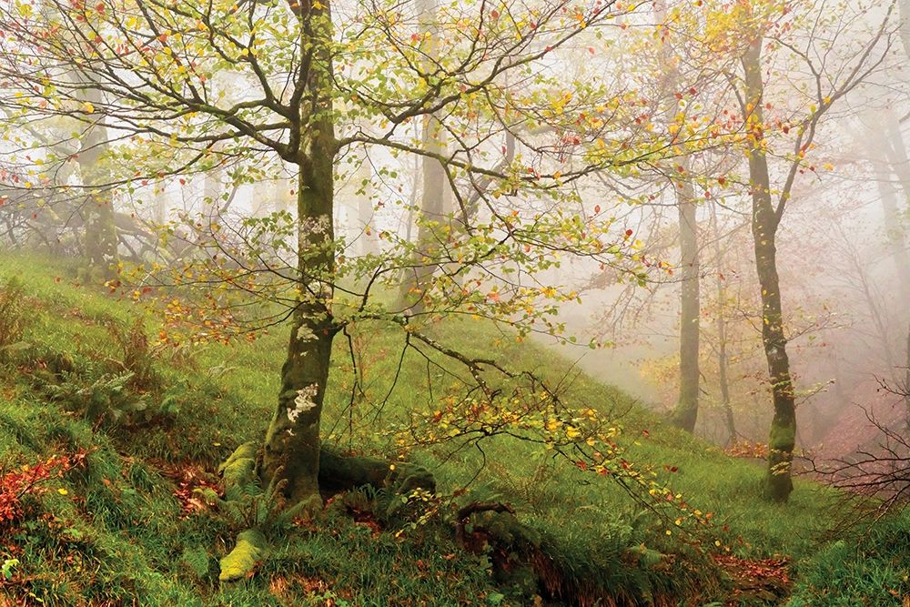Spring Or art print by Lars Van de Goor for $57.95 CAD