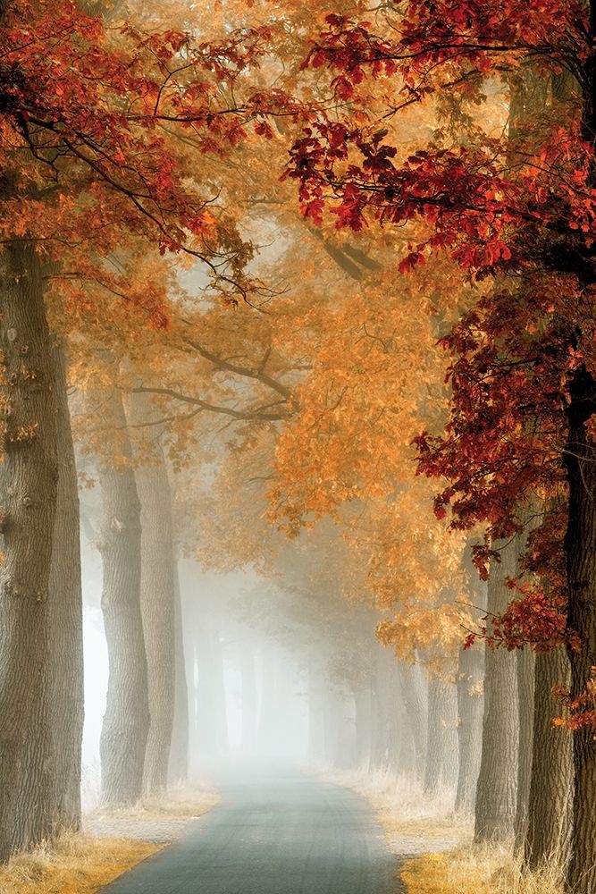 Wonder Curve art print by Lars Van de Goor for $57.95 CAD