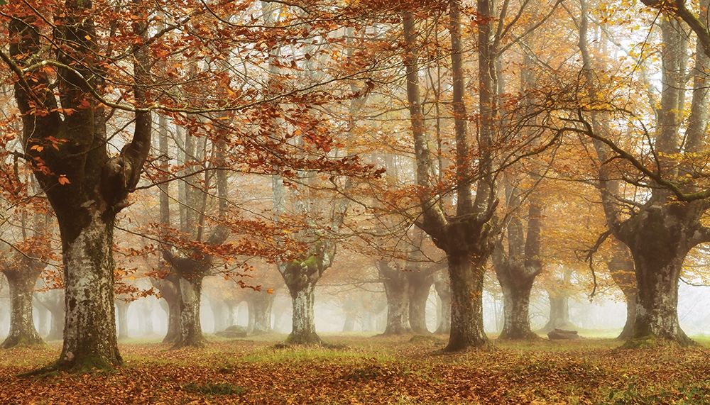Misty Pan art print by Lars Van de Goor for $57.95 CAD