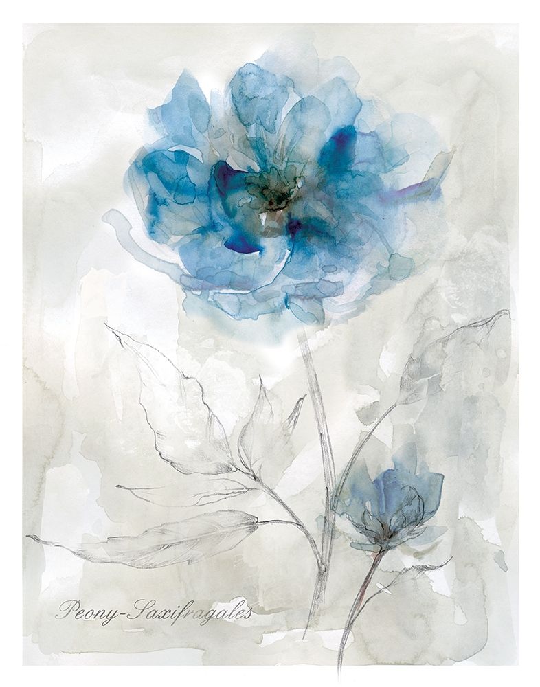 Blue Peony art print by Carol Robinson for $57.95 CAD