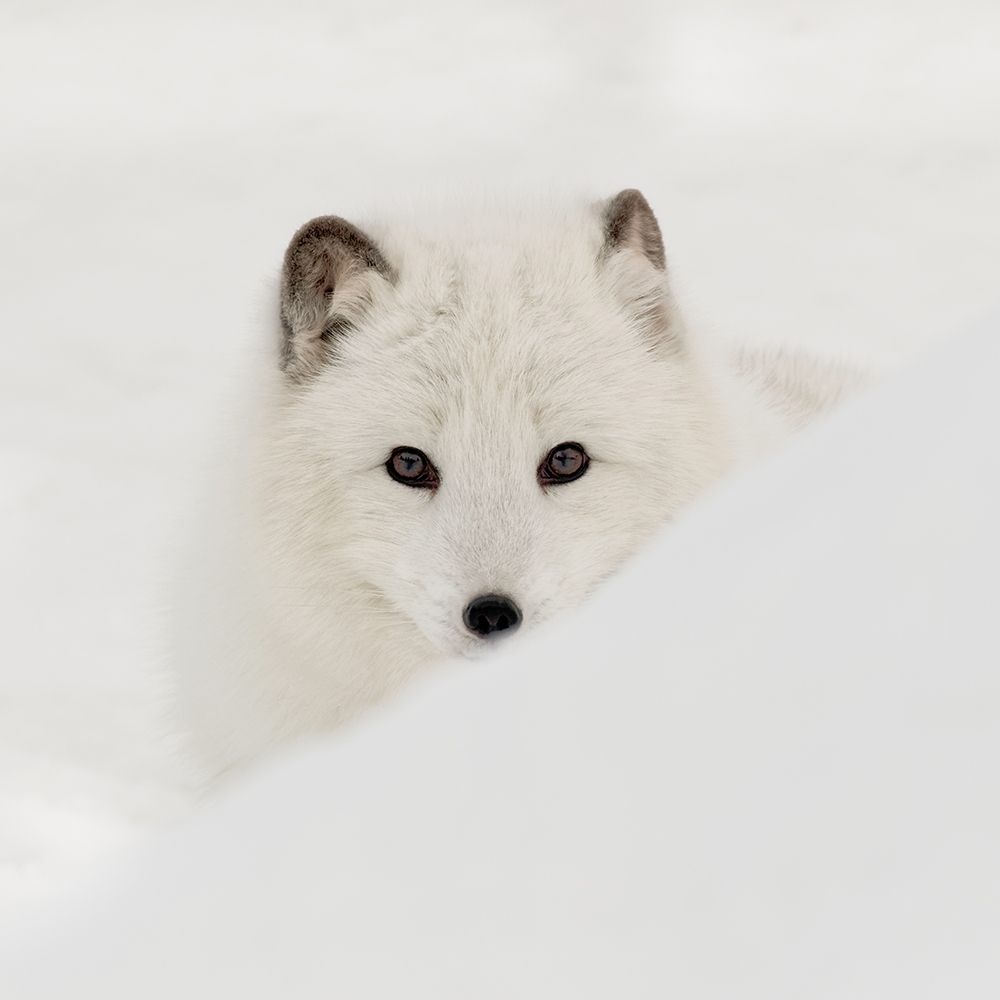 Arctic Fox art print by Danita Delimont for $57.95 CAD