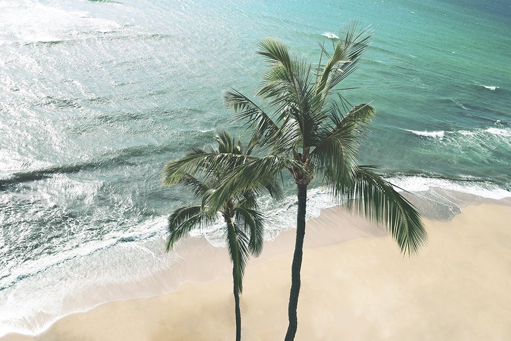 Maui Palm art print by Natalie Carpentieri for $57.95 CAD