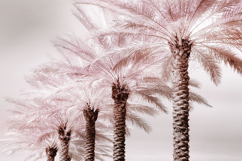Stately Palms art print by Danita Delimont for $57.95 CAD