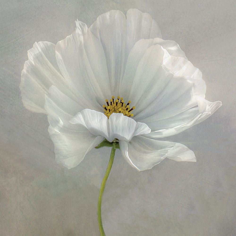Daisy Detail art print by Mandy Disher for $57.95 CAD