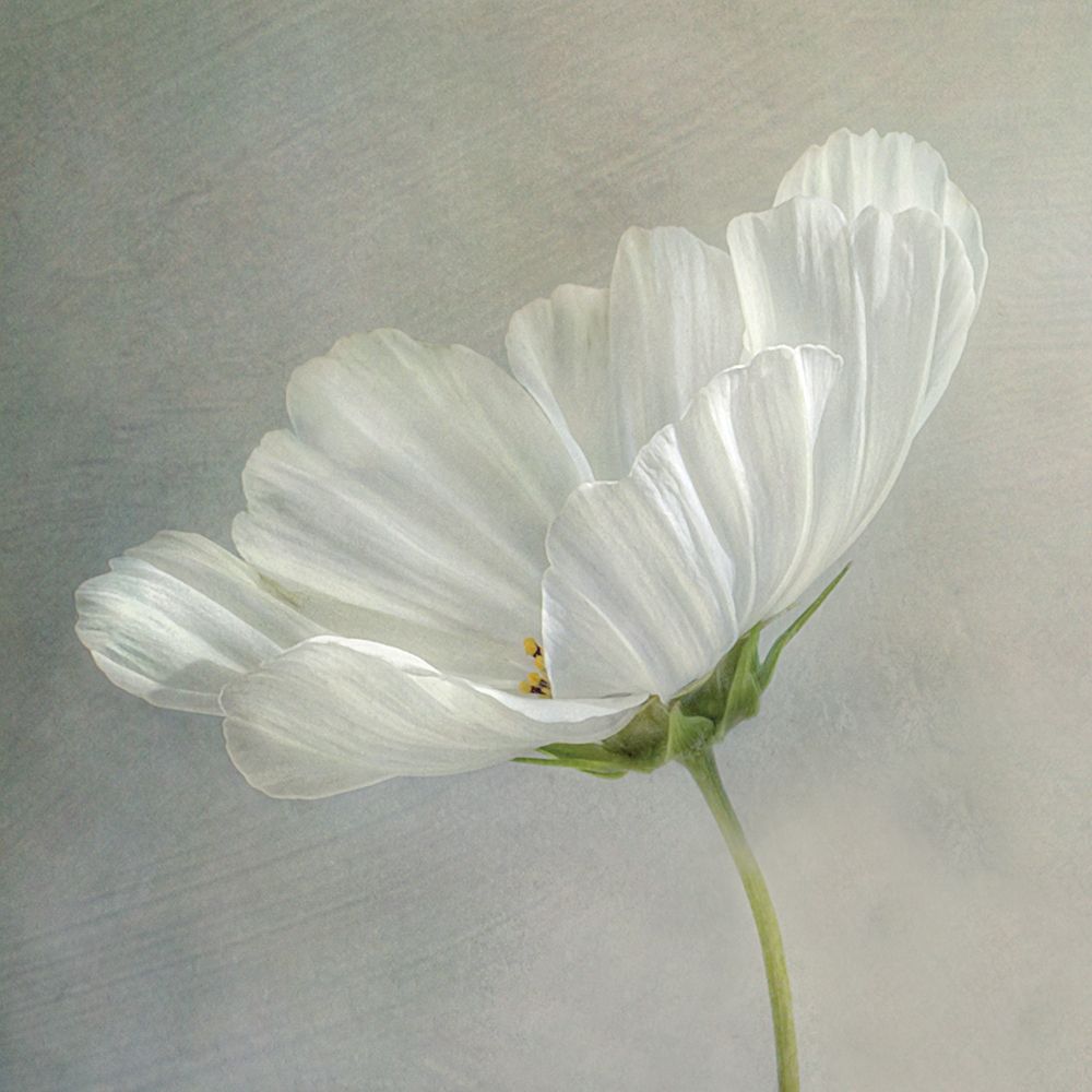 Daisy Detail art print by Mandy Disher for $57.95 CAD