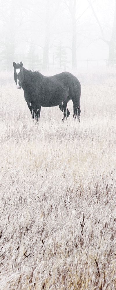 Misty Pasture I art print by Carol Robinson for $57.95 CAD