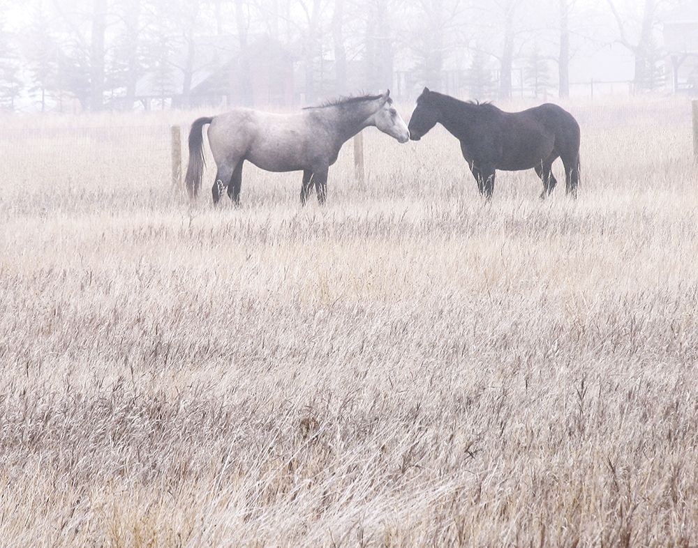 Morning art print by Carol Robinson for $57.95 CAD