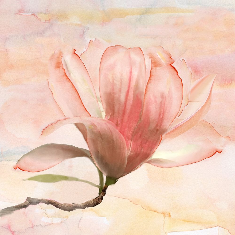 Dreamy Magnolia I art print by Nan for $57.95 CAD