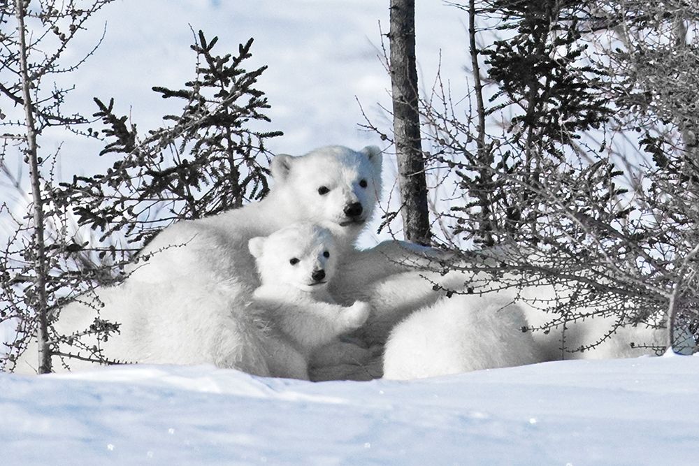 Winter Cubs art print by Danita Delimont for $57.95 CAD