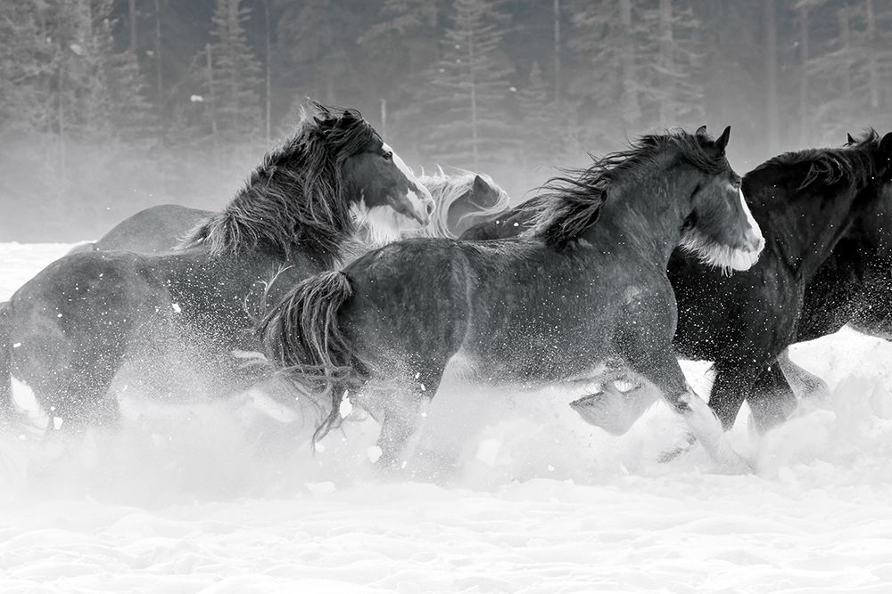 Winter Roundup I art print by Danita Delimont for $57.95 CAD