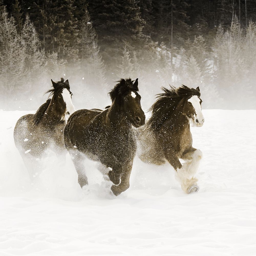 Winter Roundup II art print by Danita Delimont for $57.95 CAD