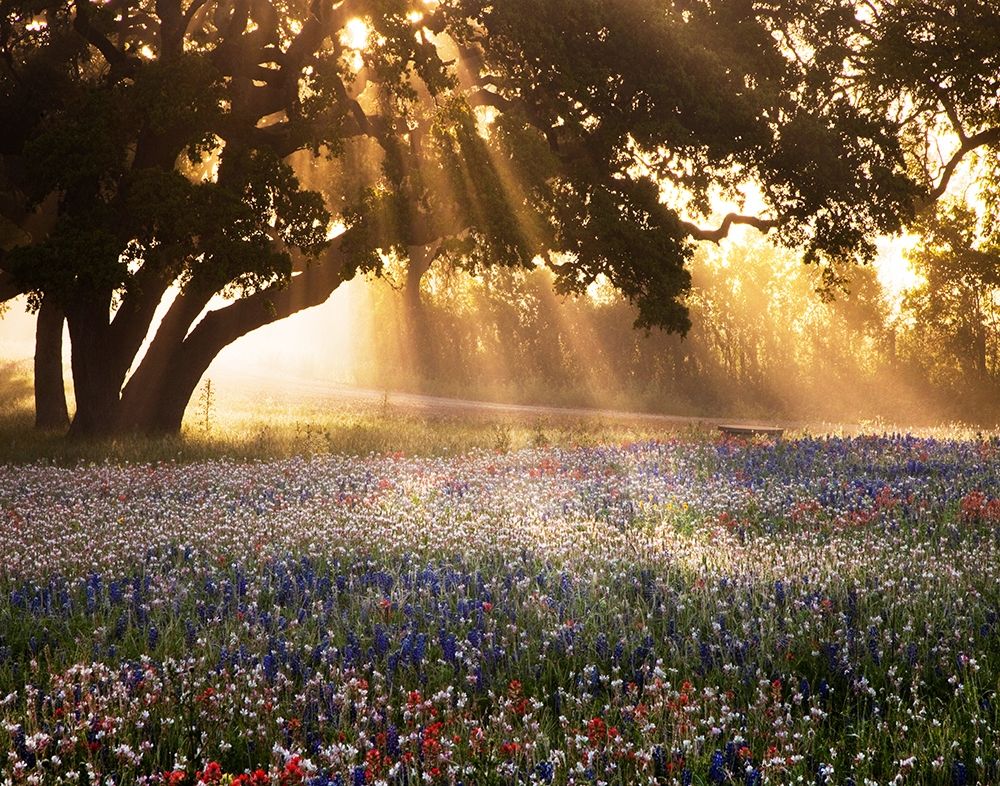 Morning Meadow art print by Danita Delimont for $57.95 CAD