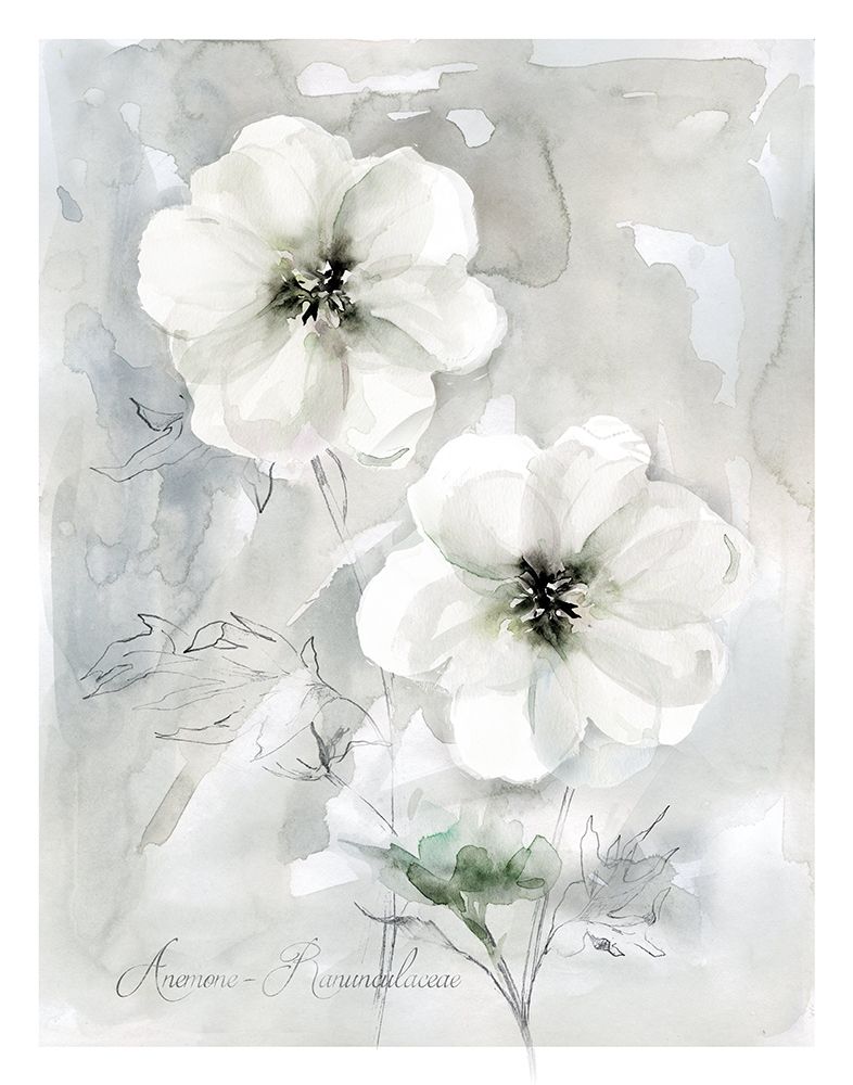 White Anemone art print by Carol Robinson for $57.95 CAD