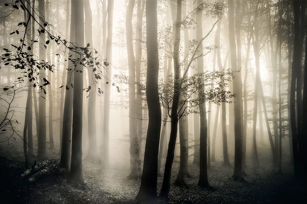 Light is Always art print by Irene Weisz for $57.95 CAD