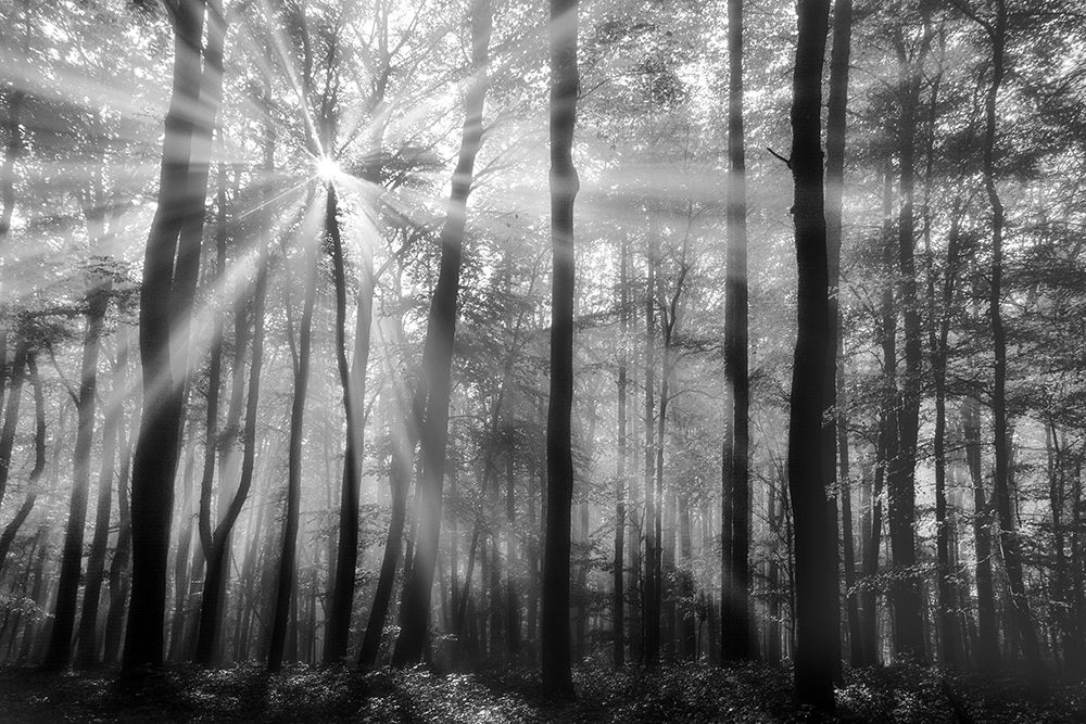 Breaking Through art print by Irene Weisz for $57.95 CAD