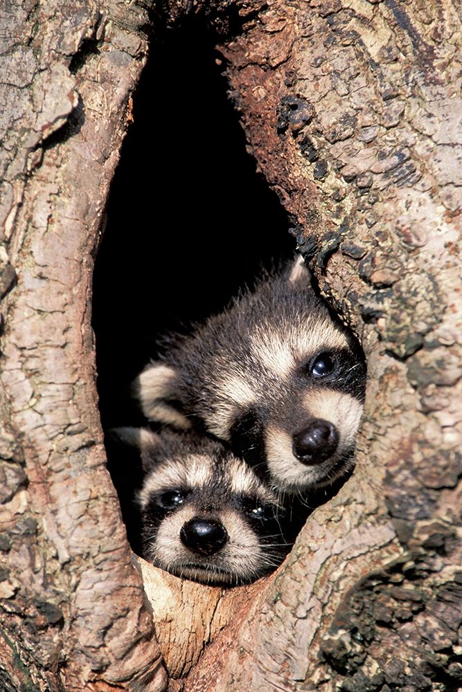 Peeking Out art print by Adam Jones for $57.95 CAD