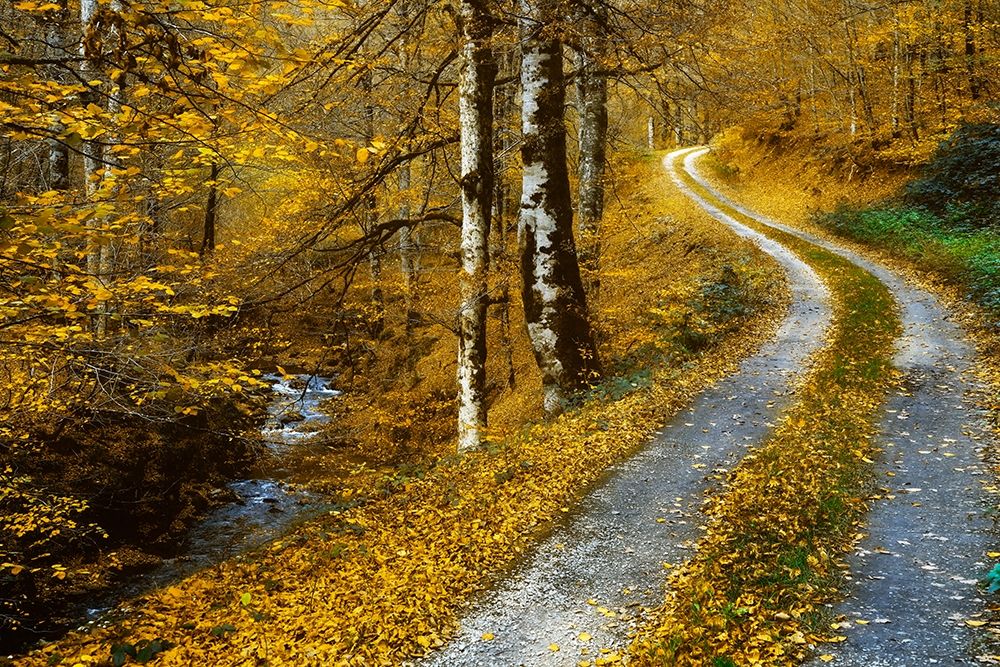 Winding Road art print by Lars Van de Goor for $57.95 CAD
