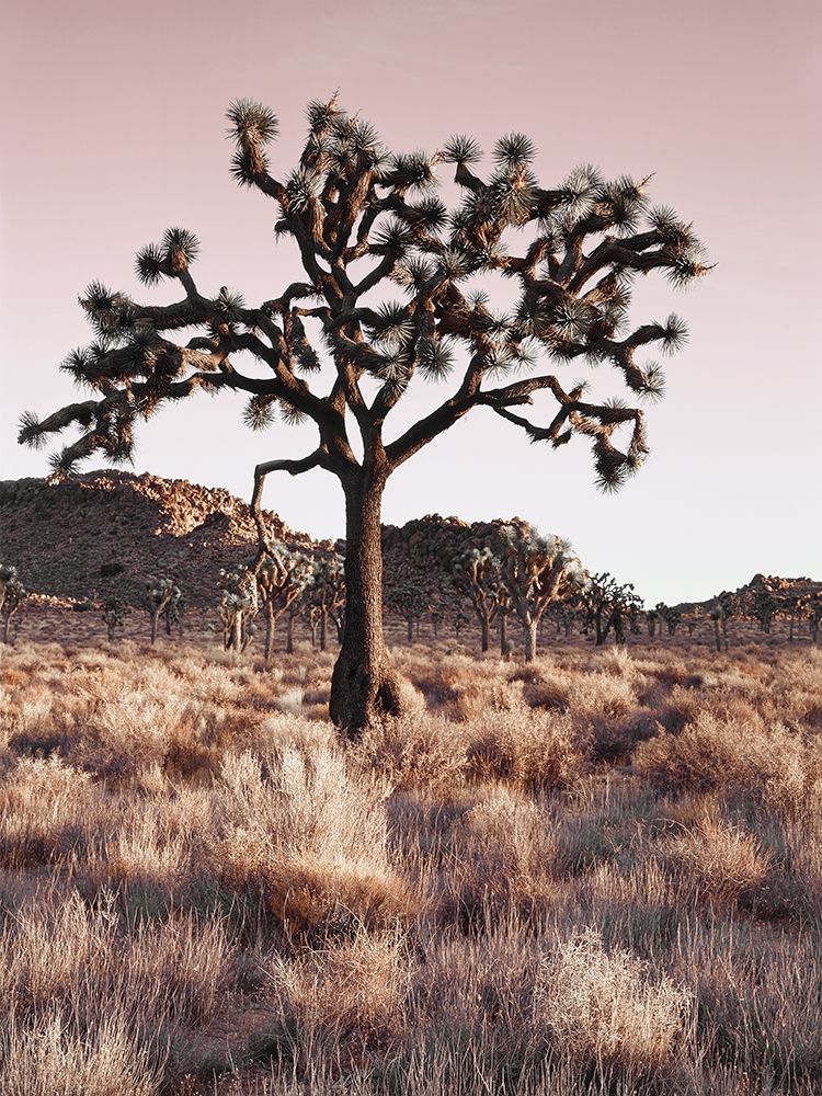 Joshua Tree art print by Danita Delimont for $57.95 CAD