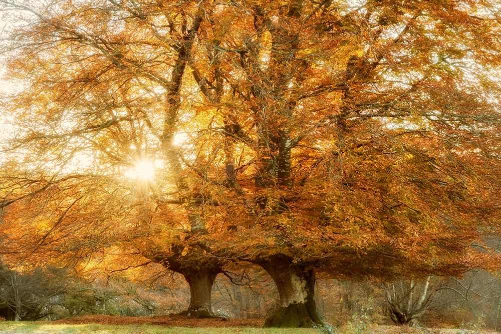 Couple of Beeches art print by Lars Van de Goor for $57.95 CAD