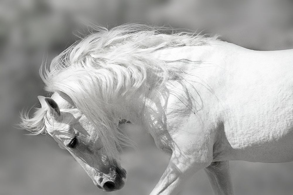 White Stallion art print by Lee Klopfer for $57.95 CAD