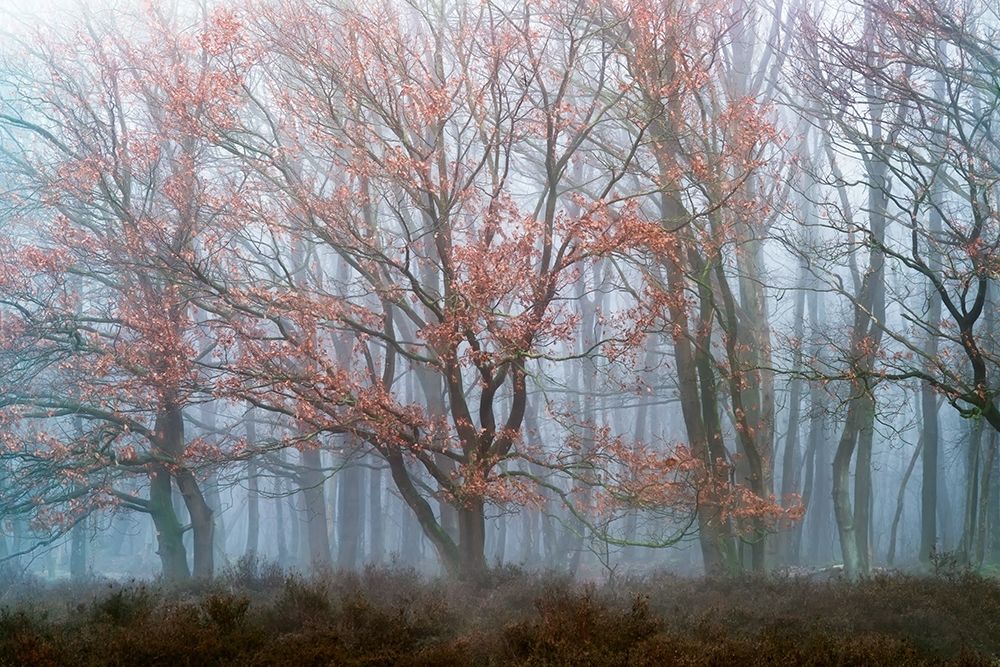 Misty Contrasts art print by Lars Van de Goor for $57.95 CAD