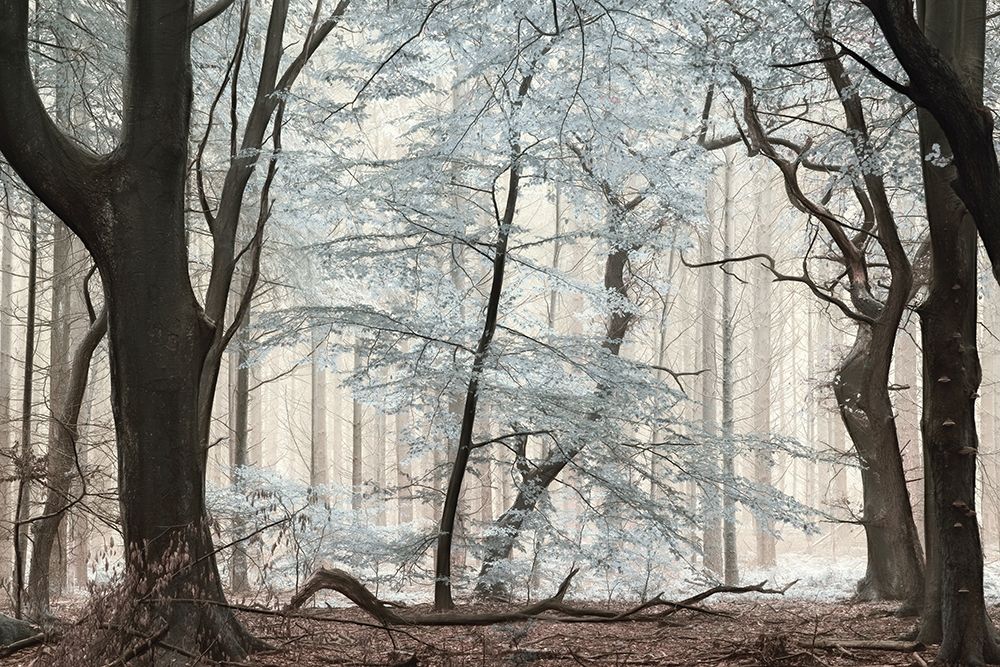 Silverwood art print by Lars Van de Goor for $57.95 CAD