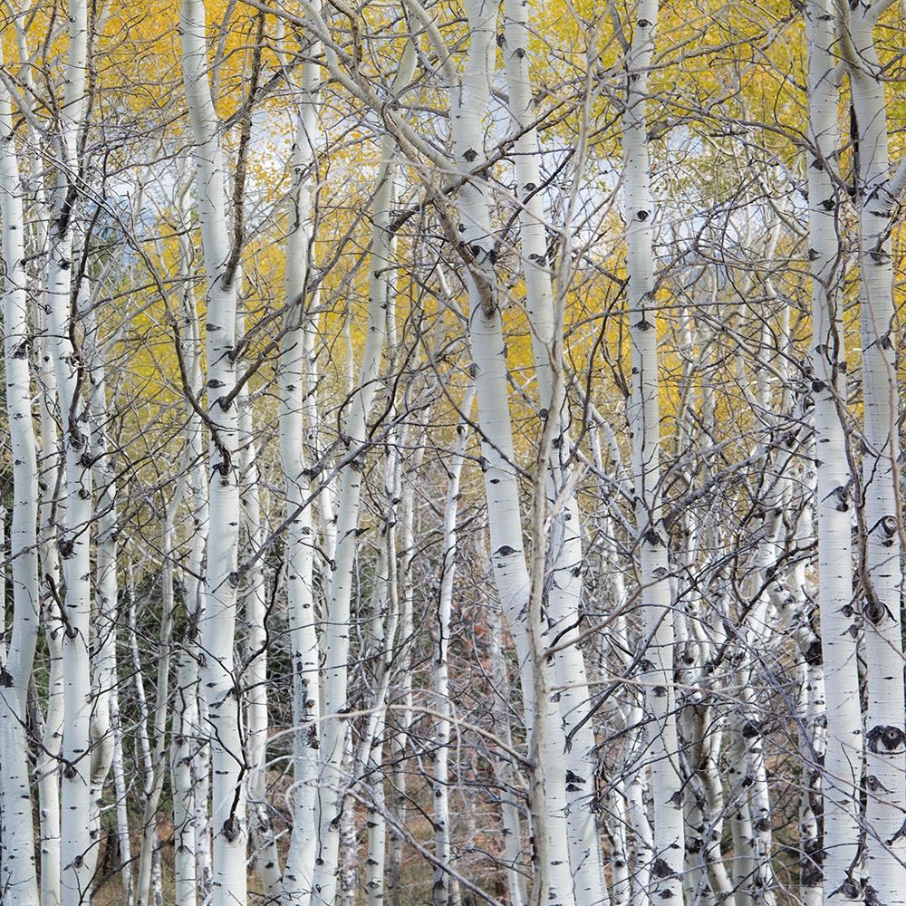 Mountain Aspen art print by Gary Luhm for $57.95 CAD