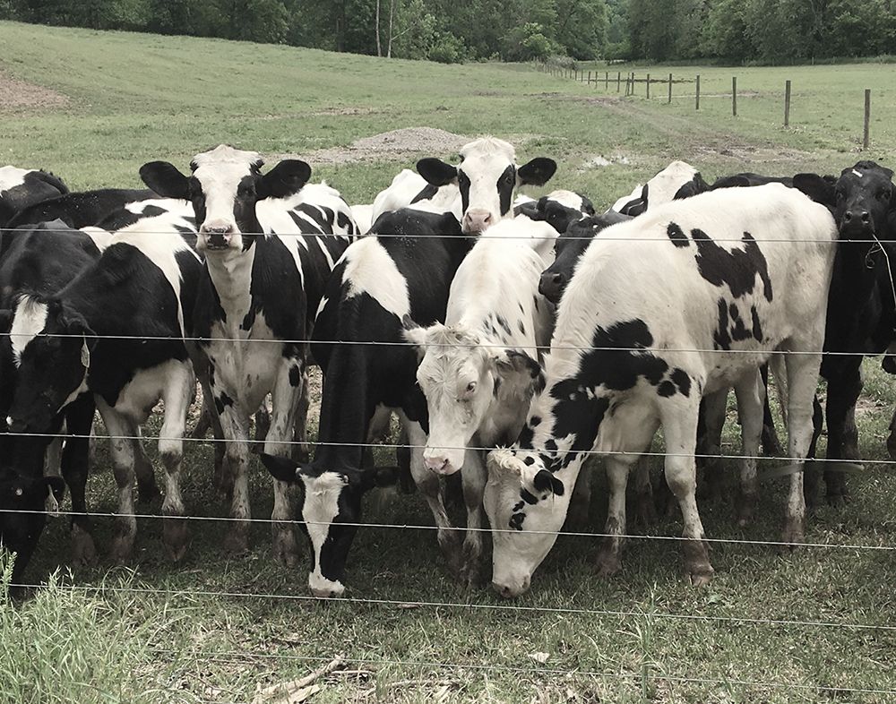Mooove Over art print by Nan for $57.95 CAD
