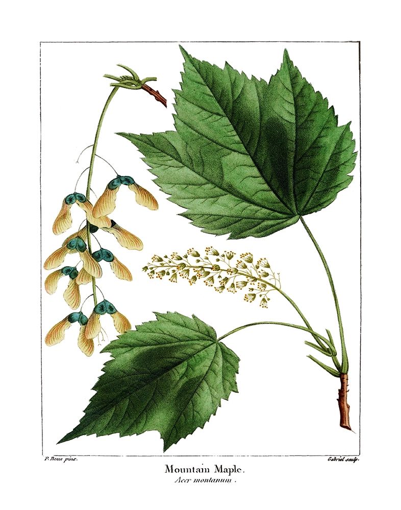 Mountain Maple art print by Kelly Donovan for $57.95 CAD