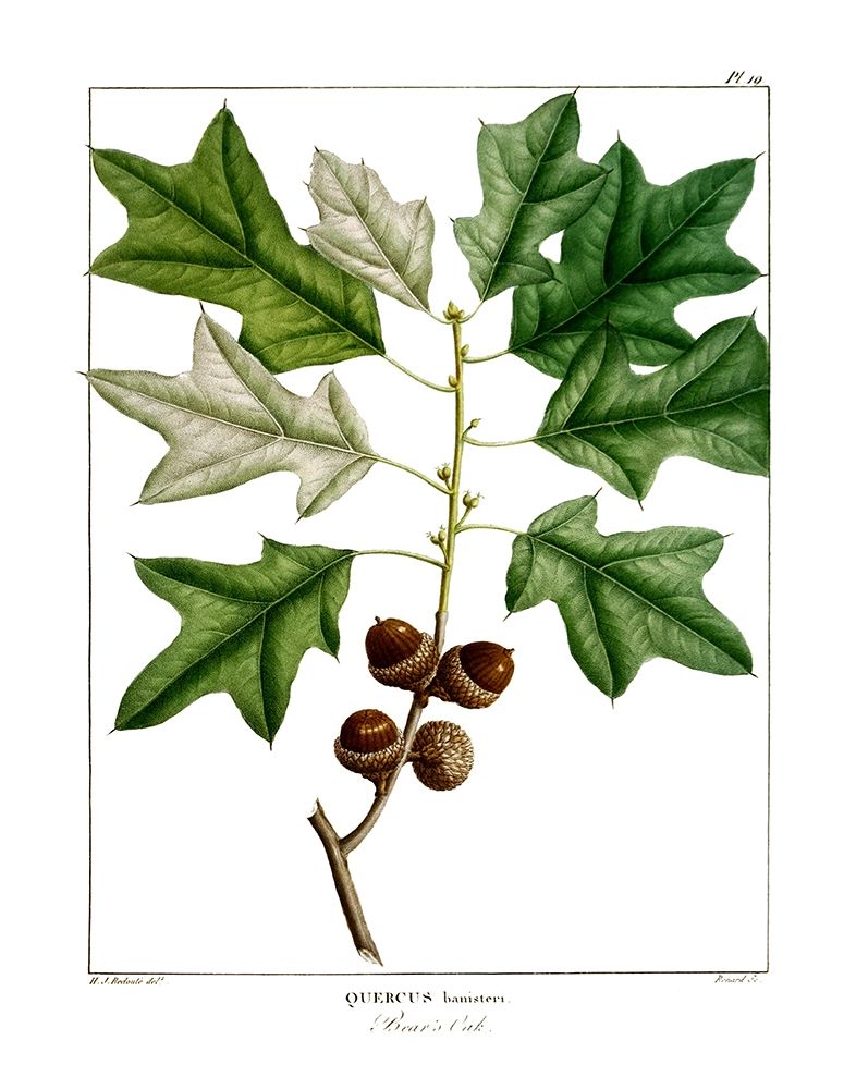 Bears Oak art print by Kelly Donovan for $57.95 CAD