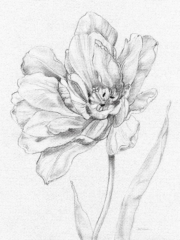Tulip Sketch art print by Carol Robinson for $57.95 CAD