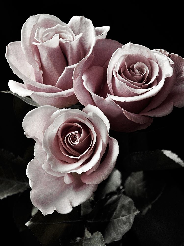 Rose Noir I art print by Anna Miller for $57.95 CAD