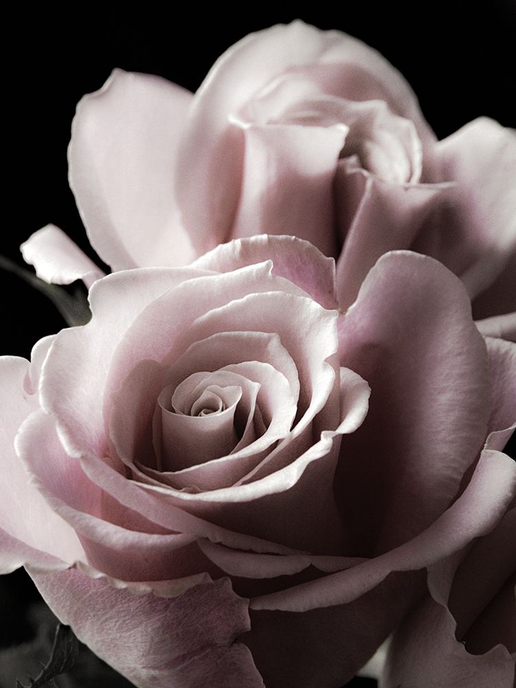 Rose Noir II art print by Anna Miller for $57.95 CAD