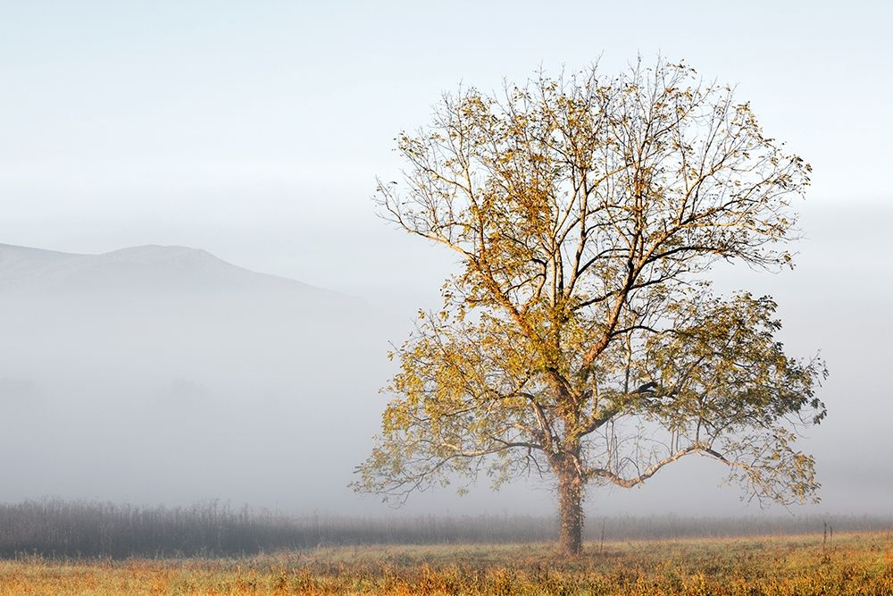 Cades Cove art print by Ann Collins for $57.95 CAD