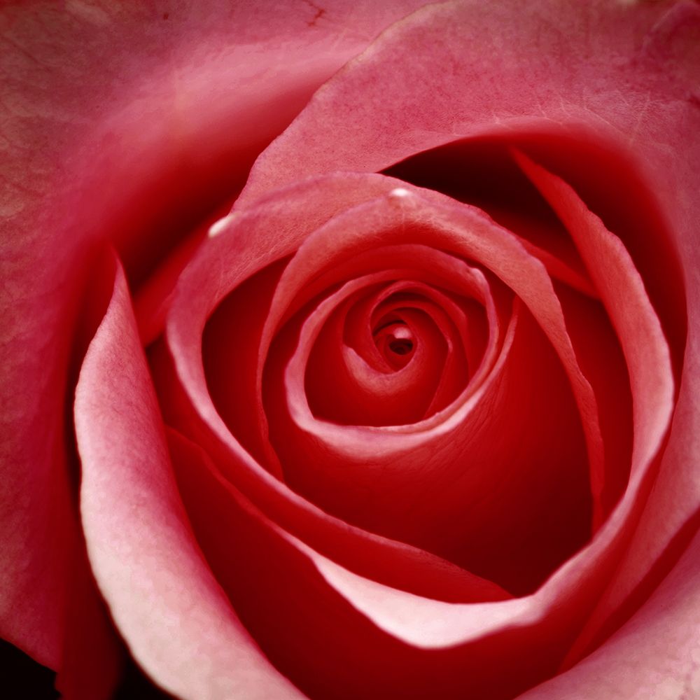 Wild Rose art print by JandJ Wild for $57.95 CAD