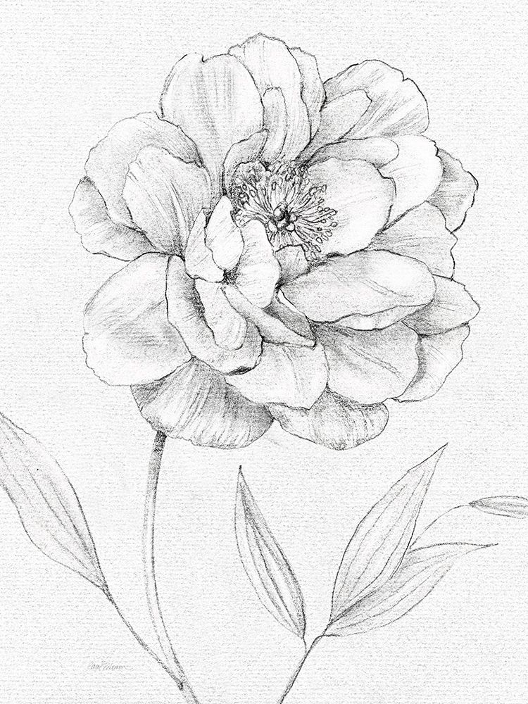 Peony Sketch art print by Carol Robinson for $57.95 CAD