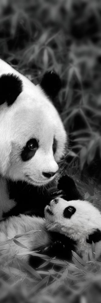Panda Play art print by Keren Su for $57.95 CAD