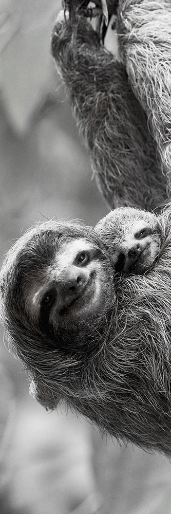 Sloth Swing art print by Jim Goldstein for $57.95 CAD