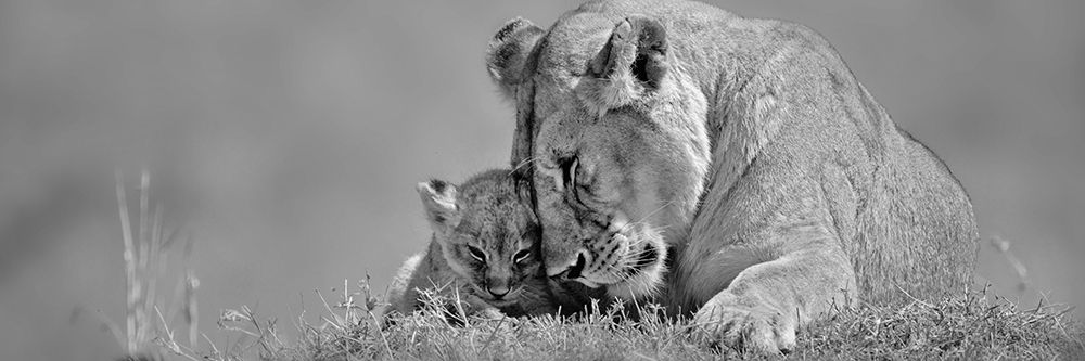Lioness Love art print by Adam Jones for $57.95 CAD