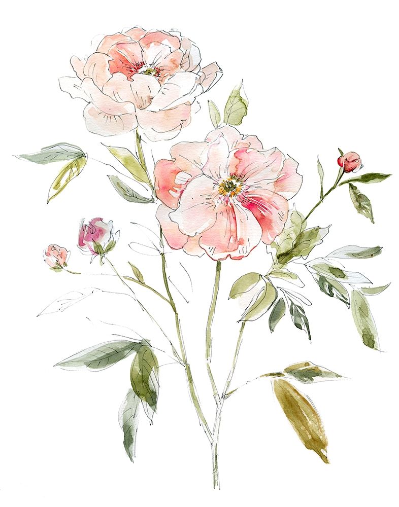 Sketchbook Cottage Rose I art print by Carol Robinson for $57.95 CAD
