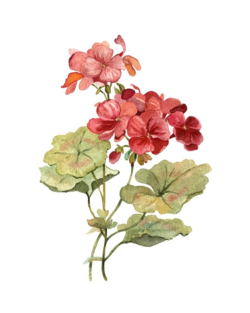 Scarlet Geranium art print by Carol Robinson for $57.95 CAD