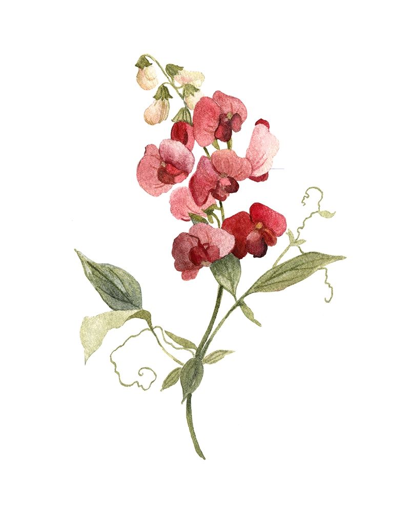 Scarlet Sweet Pea art print by Carol Robinson for $57.95 CAD