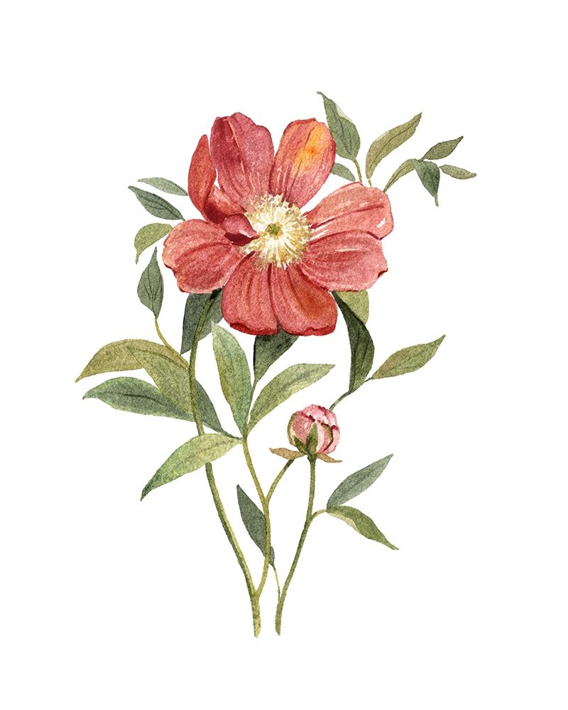 Scarlet Peony art print by Carol Robinson for $57.95 CAD