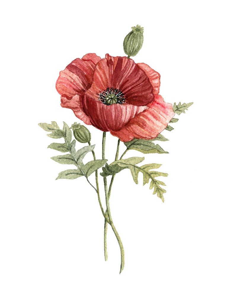 Scarlet Poppy art print by Carol Robinson for $57.95 CAD