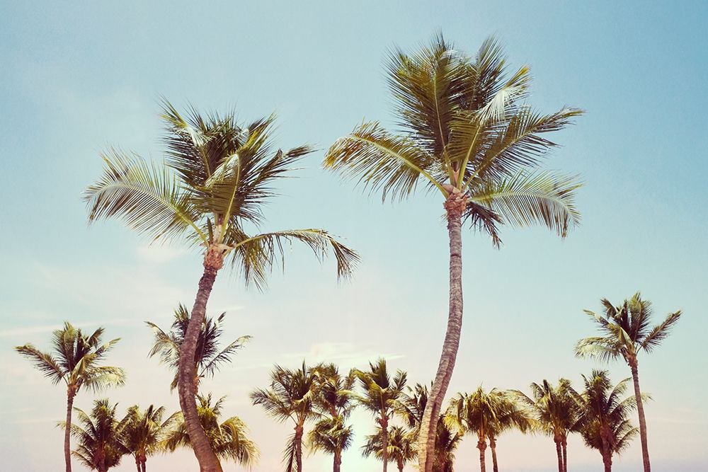 Aruba Palm art print by Natalie Carpentieri for $57.95 CAD