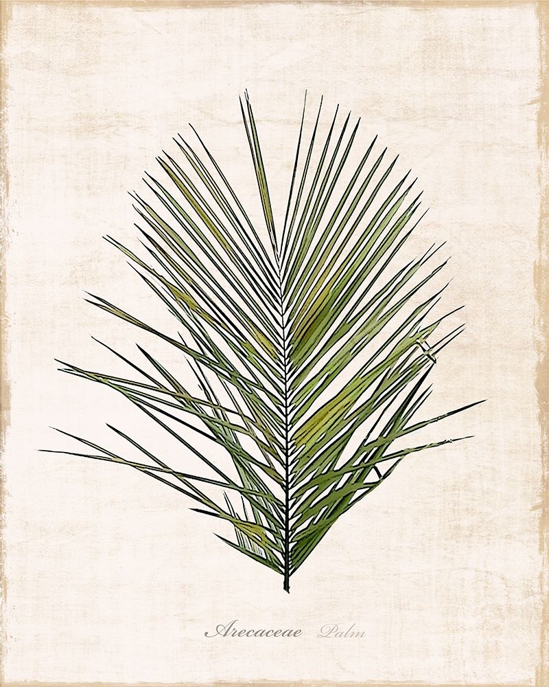 Palm Botanical I art print by Natalie Carpentieri for $57.95 CAD
