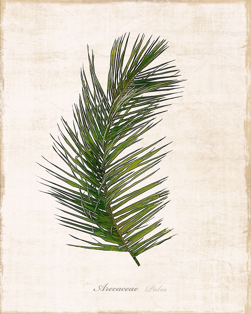 Palm Botanical II art print by Natalie Carpentieri for $57.95 CAD